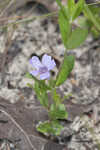 Oblongleaf snakeherb